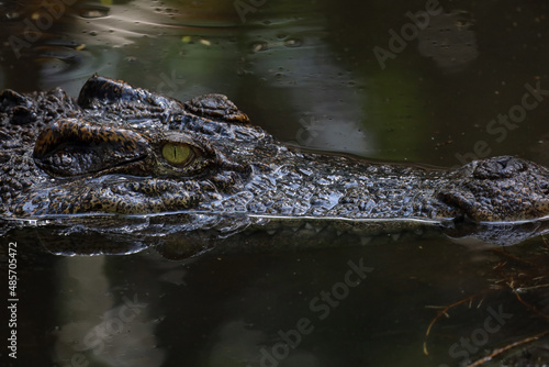 Close up head crocodile is show head in river