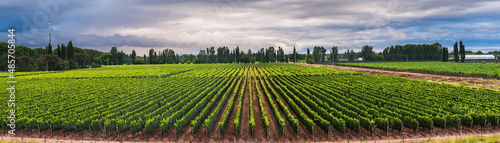 Vineyards at Mendoza, Mendoza Province, Argentina, South America