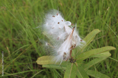 Canvas Print Closeup of milkweed floss at the Chickamauga battlefield site in Georgia