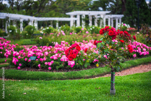 Rose Garden Walk, Palermo, Buenos Aires, Argentina, South America