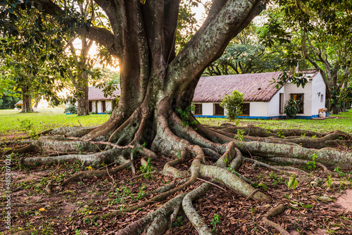 Old tree with twisted roots at Estancia San Juan de Poriahu, Ibera Wetlands, a marshland in Corrientes Province, Argentina, South America photo