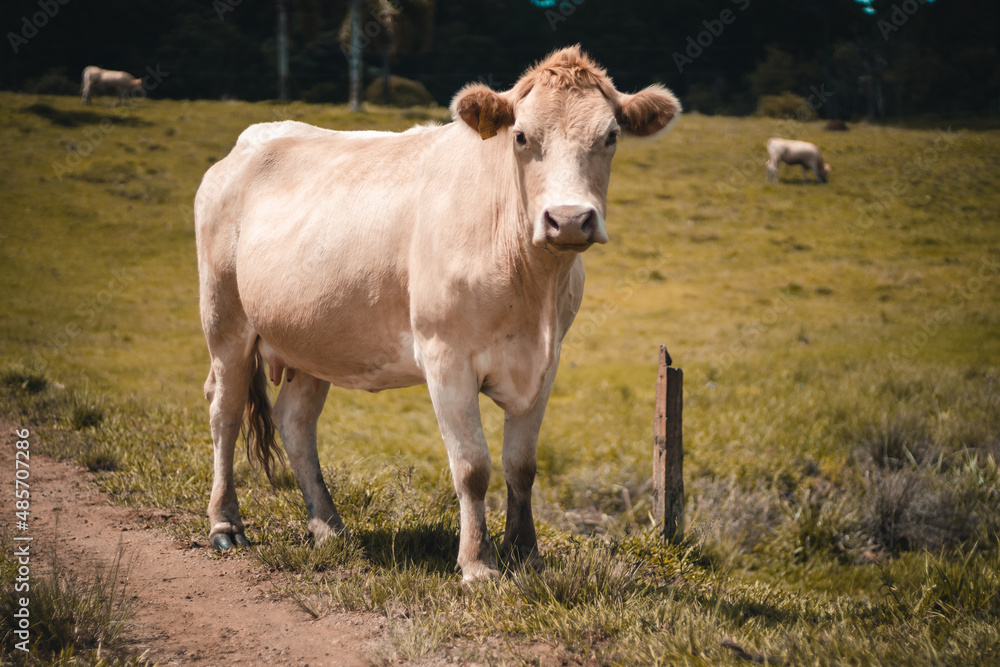 Vaca branca olhando para frente