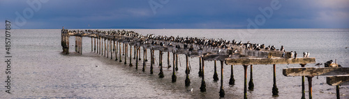 Cormorant colony on the old pier at Punta Arenas, Magallanes and Antartica Chilena Region, Chilean Patagonia, Chile, South America photo