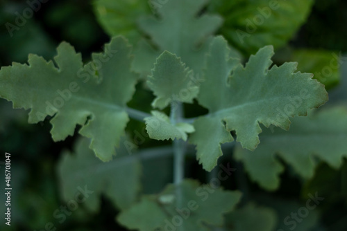 kalanchoe beharensis oak leaf plant