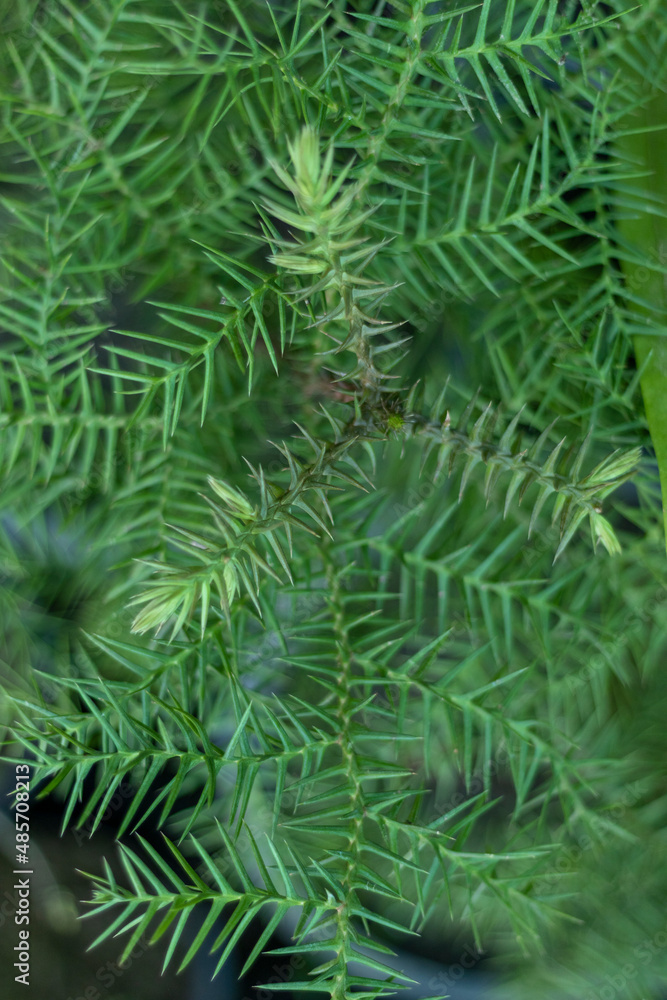 Araucaria cunninghamii colonial pine tree