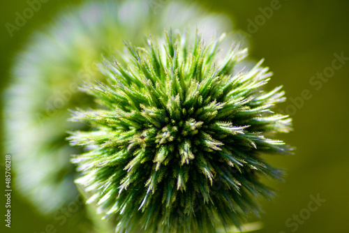 A close-up shot of mordovnik plant on a blurred background. photo