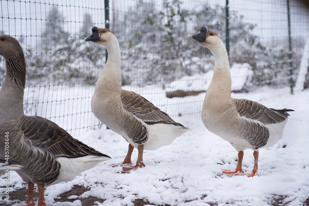 farm geese on the snow farm geese on the snow