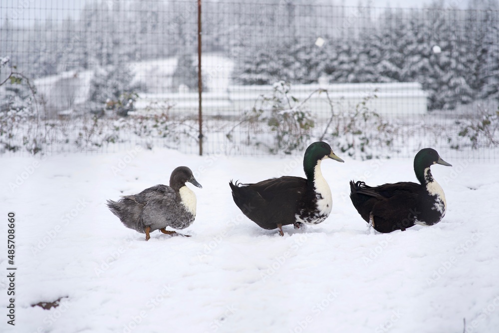 family of ducks in the snow family of ducks in the snow