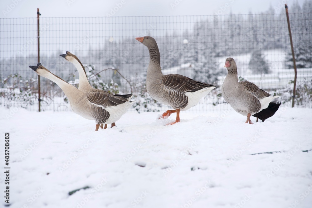 farm geese in snow farm geese in snow