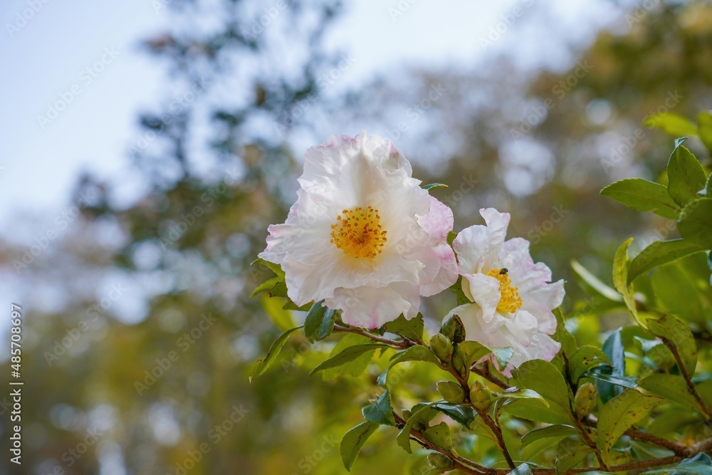 Obraz premium ひっそりと咲く満開の淡いピンクのサザンカの花