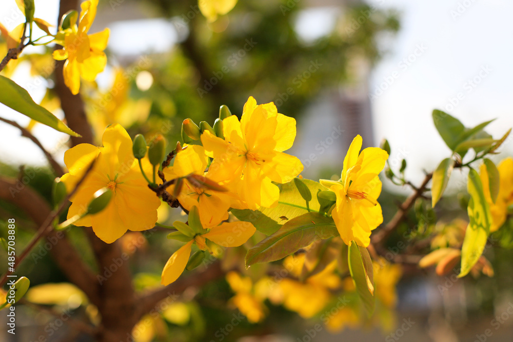 yellow apricot blossom yellow apricot blossom