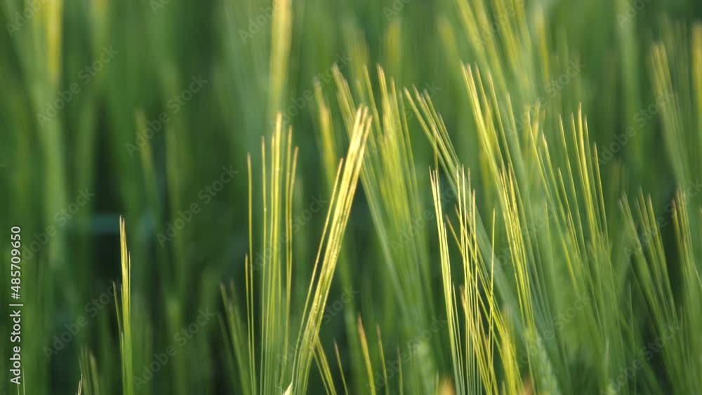 Wheat. Close up. Summer time. Slider shot. Wheat. Close up. Summer time. Slider shot.