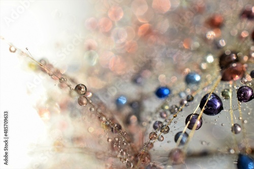 dandelion with drops © agika7