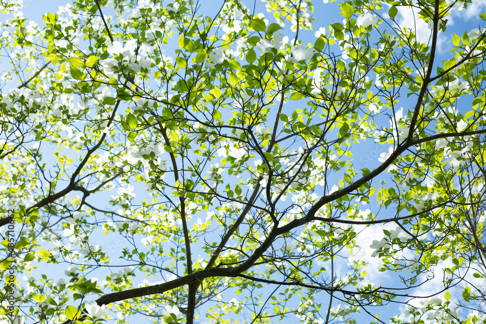 Fototapeta premium Flowering Dogwood