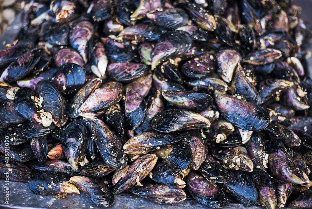 Mussels at Angelmo fish market, Puerto Montt, Chile, South America Mussels at Angelmo fish market, Puerto Montt, Chile, South America