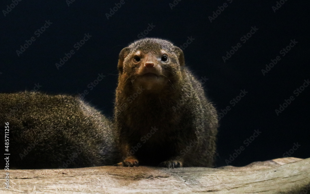 Fototapeta premium Dwarf Mongoose Watching