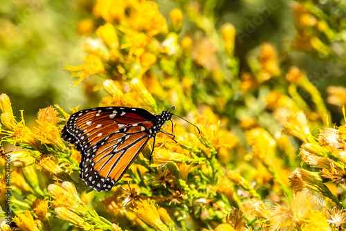 butterfly on flower © SE Viera Photo