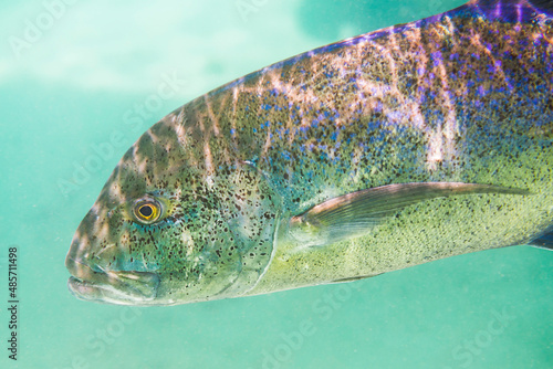 Underwater photo of a Bluefin Trevally aka Bluefin Kingfish (Caranx melampygus) in Muri Lagoon, Rarotonga, Cook Islands photo