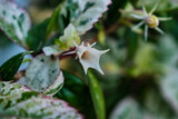 Plants and Flowers captured using DSLR camera