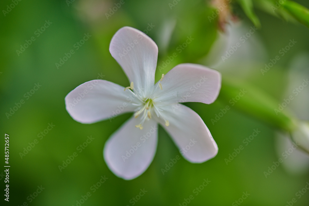 Obraz premium white flower close-up grows in the summer cottage