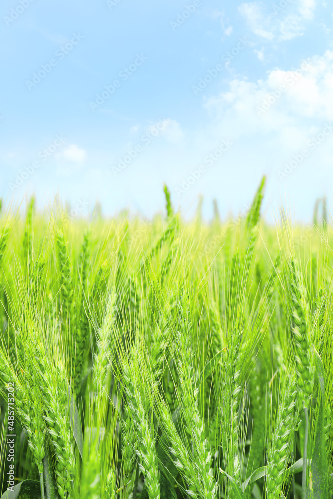 Green wheat spikelets in field, closeup Green wheat spikelets in field, closeup