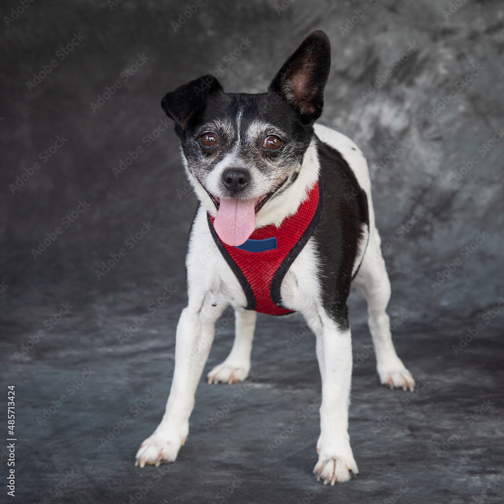 An american dog - The Rat Terrier
