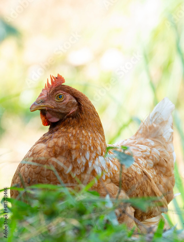 Chickens foraging in the fields in the morning sun.