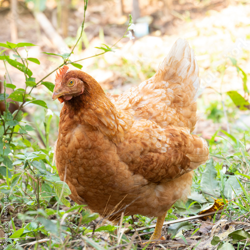 Chickens that are foraging in the backyard in the morning.