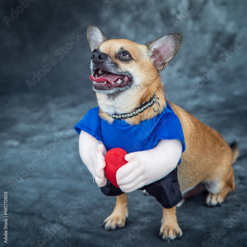 a 'dressed-up to play football' Chihuahua.