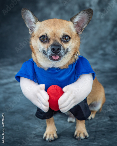 a 'dressed-up to play football' Chihuahua.