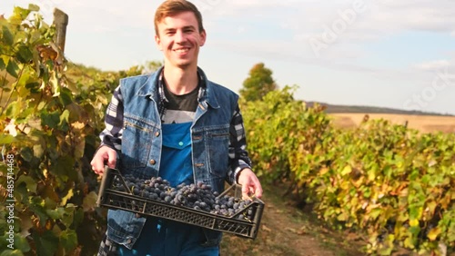 Close up video of a happy young farmer worker man holding a basket of ripe grapes in his hands going through the rows of grapes in the vineyard.