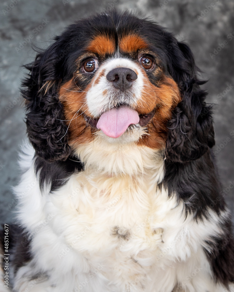 A blabk and tan, slight;y overweight King Charles Spaniel.