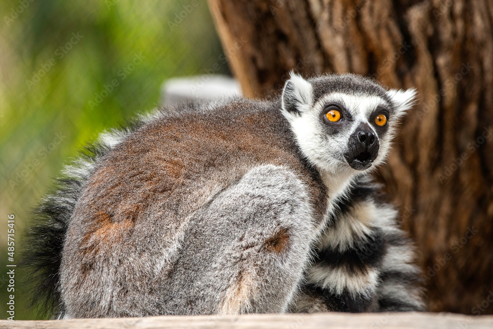 ring tail lemur