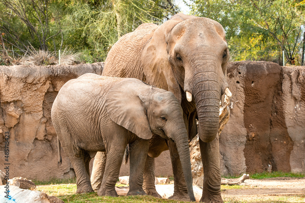 Fototapeta premium Elephant at the zoo