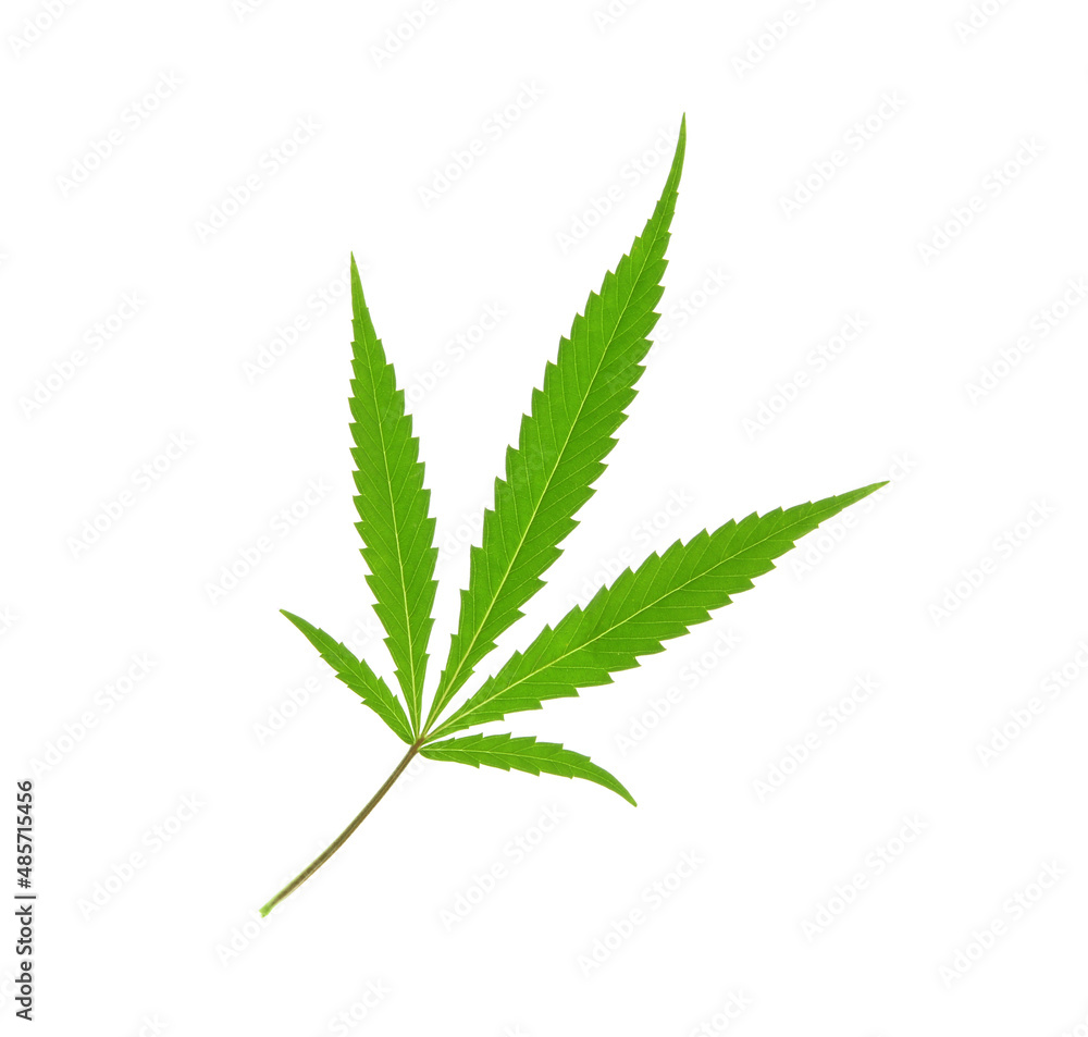 Cannabis leaf on white background Cannabis leaf on white background