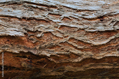 Corteza de árbol rustica café