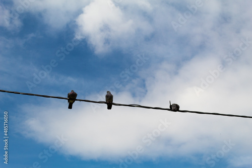 Tres palomas posadas en cable en día soleado