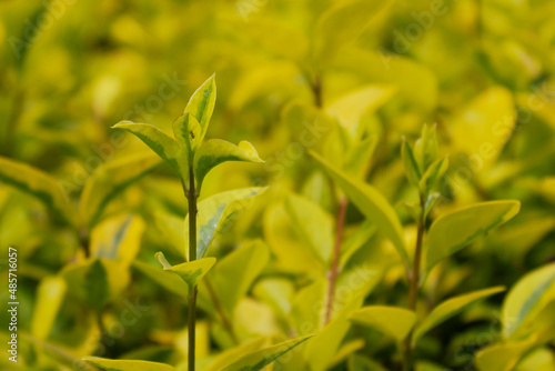 Close Up de plantas de jardín con insecto