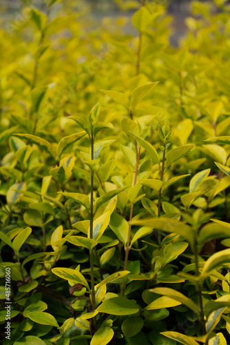 Plantas de jardín en día soleado