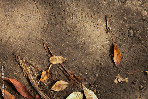 Suelo de tierra con hojas secas en día soleado