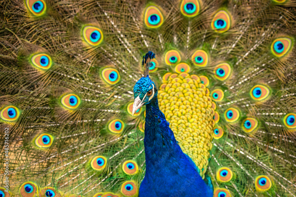Obraz premium Peacock