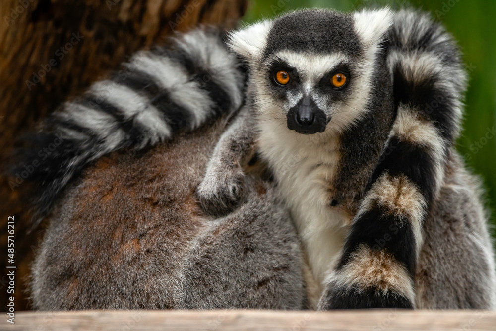 Obraz premium Ring Tailed Lemur