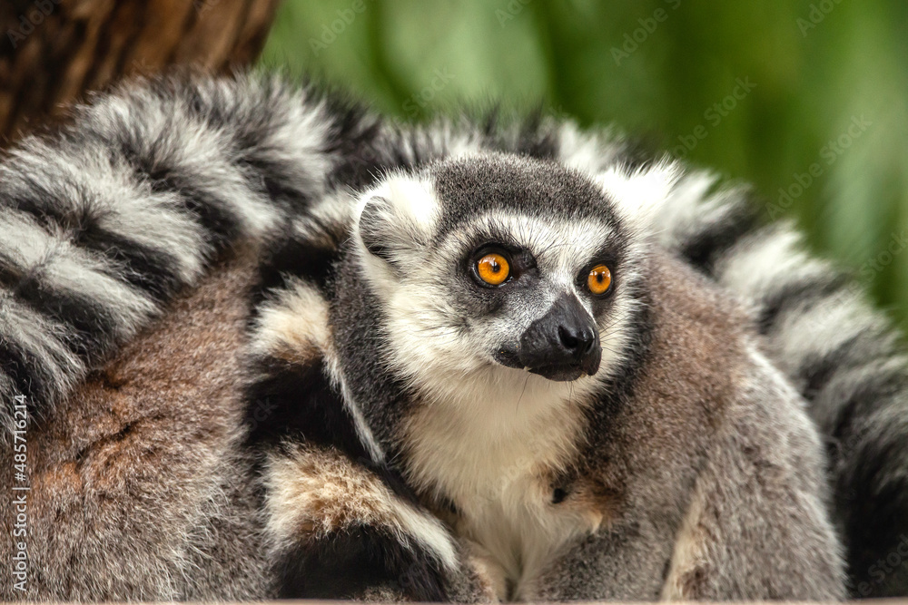 Naklejka premium Ring Tailed Lemur