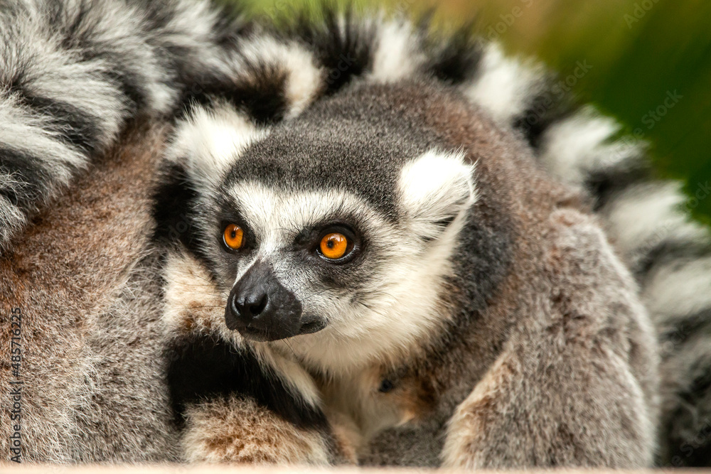 Obraz premium Ring Tailed Lemur