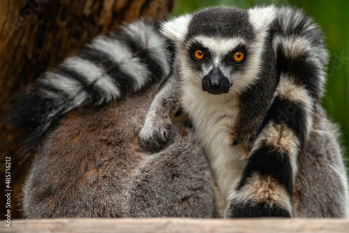 Ring Tailed Lemur © SE Viera Photo