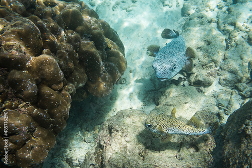 Underwater photo of Puffer Fish  Tetraodontidae  at Iboih  Pulau Weh Island  Aceh Province  Sumatra  Indonesia  Asia