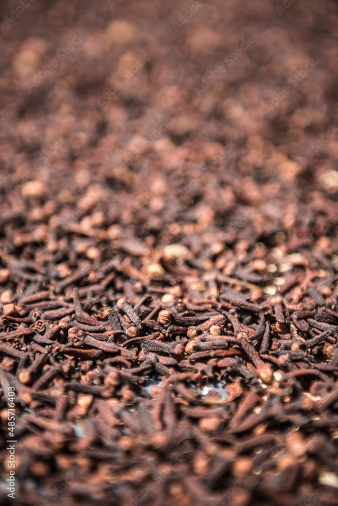 Cloves drying in the sun, Pulau Weh Island, Aceh Province, Sumatra, Indonesia, Asia, background with copy space Cloves drying in the sun, Pulau Weh Island, Aceh Province, Sumatra, Indonesia, Asia, background with copy space