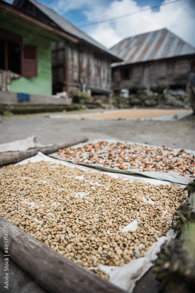 Coffee beans drying in the sun in a village in the foothills of Sinabung Volcano, Berastagi (Brastagi), North Sumatra, Indonesia, Asia
