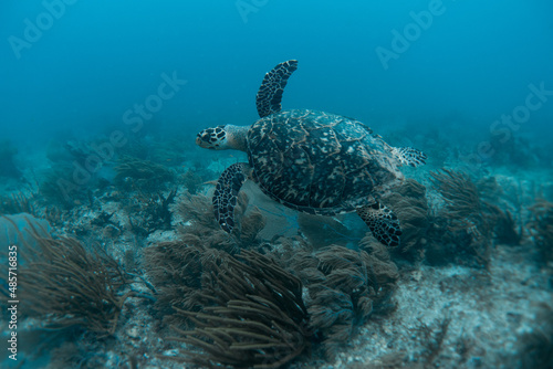 sea turtle underwater swim in the ocean scenery blue water