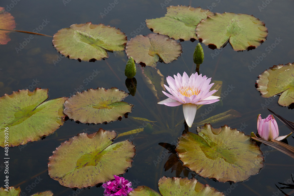 Water lily flower floating just above the water's surface among the green lily pads Water lily flower floating just above the water's surface among the green lily pads